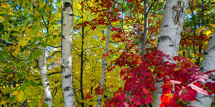 trees in the fall